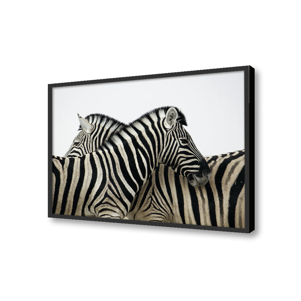 Zebras Black and White Artwork Canvas Print for Wall
