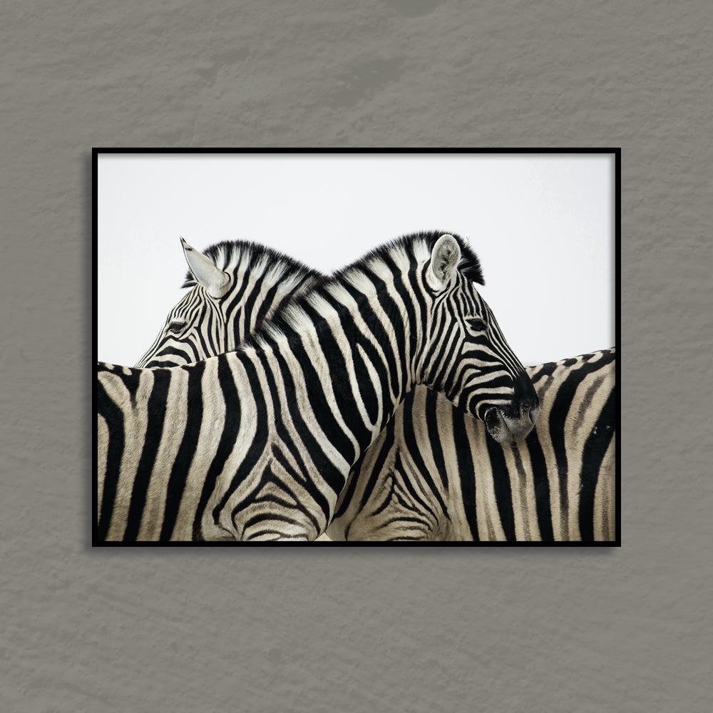 Zebras Black and White Artwork Canvas Print for Wall