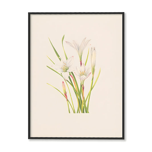 Minimal Botanical 7 Vintage Artwork Canvas Print for Wall