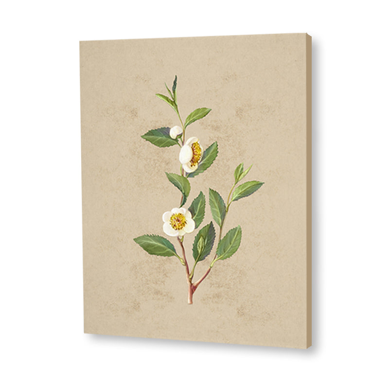 Vintage Blooms Set of 2 Nature Artwork Canvas Print for Wall