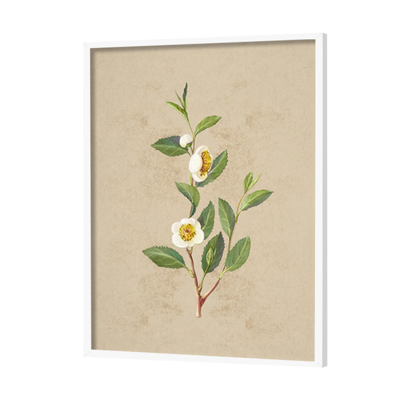 Vintage Blooms Set of 2 Nature Artwork Canvas Print for Wall