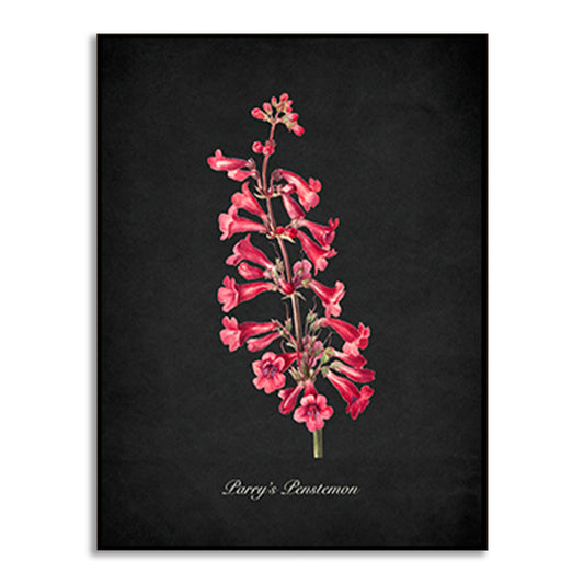 Night Garden 10 - Parry's Penstemon Wall Artwork | Nature Canvas Painting for Wall | Wall Decor | Wall Painting