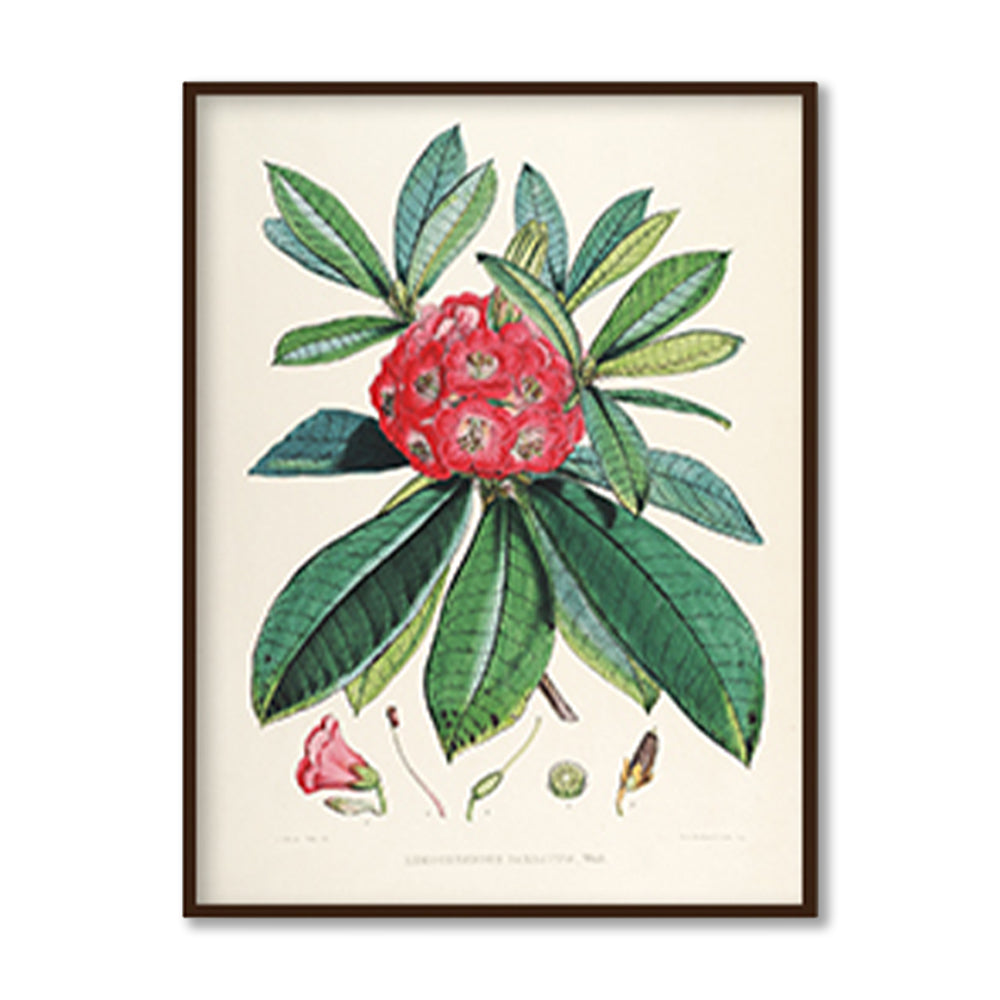 Botanical 8 Vintage Artwork Canvas Print for Wall