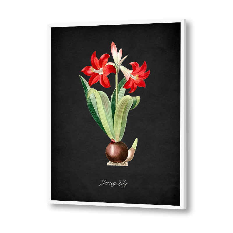 Night Garden 16 - Jersey Lily