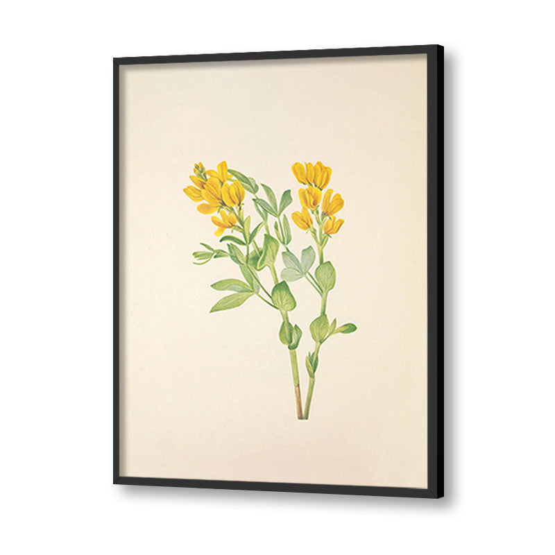 Minimal Botanical 2 Vintage Artwork Canvas Print for Wall