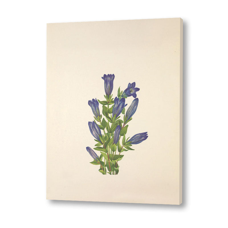 Minimal Botanical 3 Vintage Artwork Canvas Print for Wall