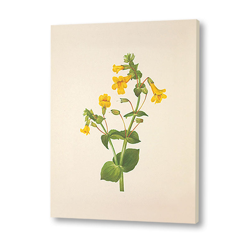 Minimal Botanical 5 Vintage Artwork Canvas Print for Wall